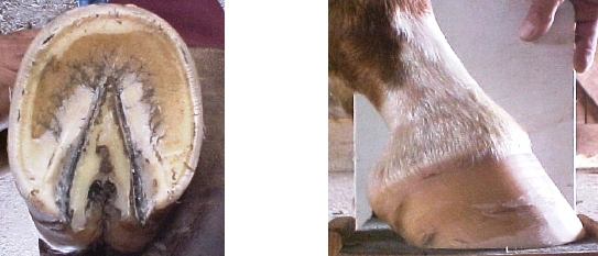 MLTIMG003.jpg
