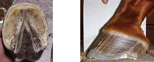 badbarefoot.jpg